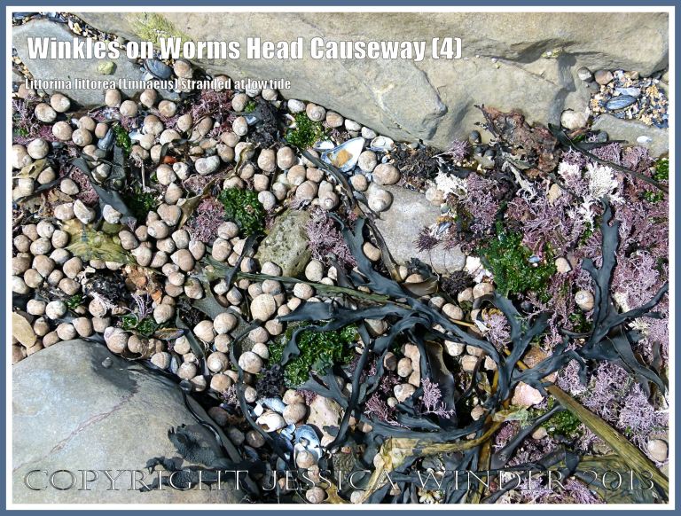 Unattached winkles lying in the sun at low tide