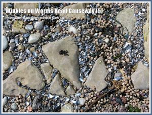 Winkles high and dry with empty mussel shells at low tide