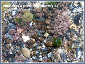 Living Common Winkles fortunate to have randomly landed in a shallow tide pool