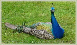 Picture of a peacock sitting on the grass