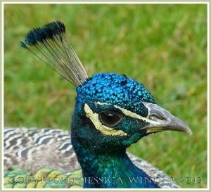 Close-up photo of the head of a peacock