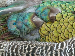 Natural feather and down patterns, colours, textures and shapes on a young peacock