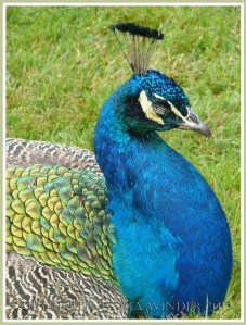 Close-up image of a peacock - head end