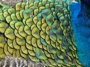 Natural feather patterns, colours, textures and shapes on a young peacock