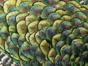 Natural feather patterns, colours, textures and shapes on a young peacock