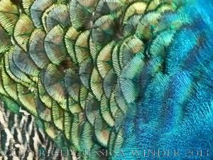 Natural feather patterns, colours, textures and shapes on a young peacock