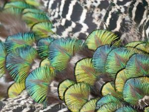 Natural feather patterns, colours, textures and shapes on a young peacock