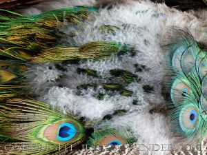 Natural feather and down patterns, colours, textures and shapes on a young peacock