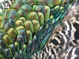 Natural feather patterns, colours, textures and shapes on a young peacock