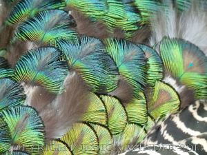 Natural feather and down patterns, colours, textures and shapes on a young peacock