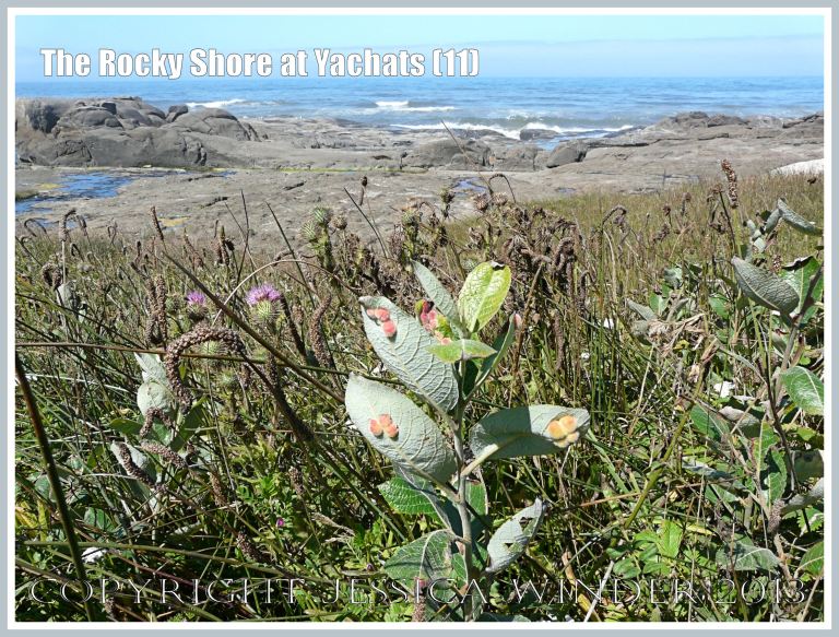 The sandy soils above the rocky shore support an abundance of flowering plants at Yachats.