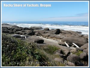 The rocky shore at Yachats, Oregon, USA, where the goose barnacles live.