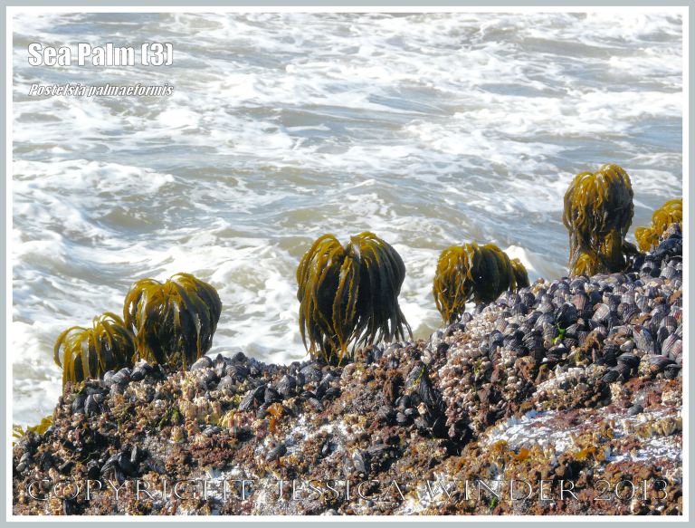 Sea Palms in a row on the rocky shore at Yachats