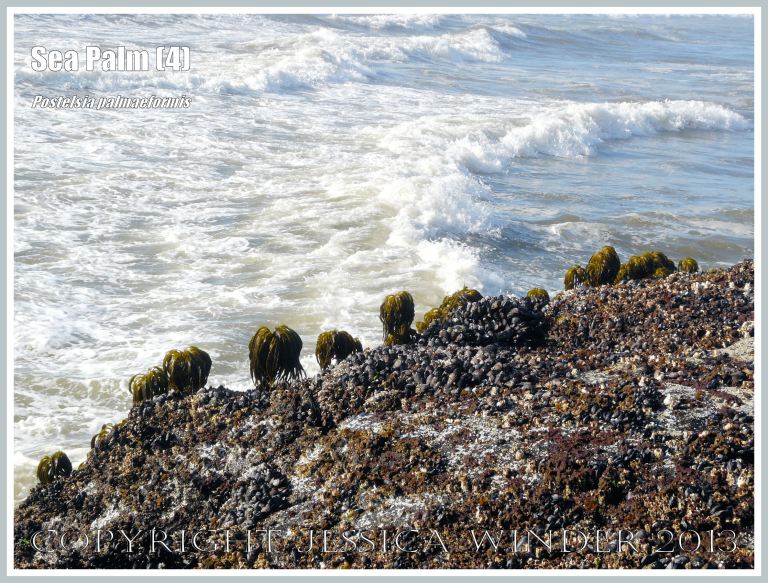 Row of Sea Palms on rocks at the edge of the Pacific Ocean in Northwest USA.