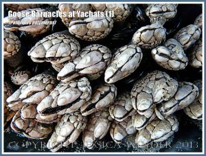Pollicipes polymerus goose barnacles on the Oregon Coast