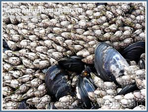 Pollicipes polymerus goose barnacles on the Oregon Coast