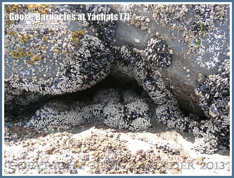 Pollicipes polymerus goose barnacles on the Oregon Coast