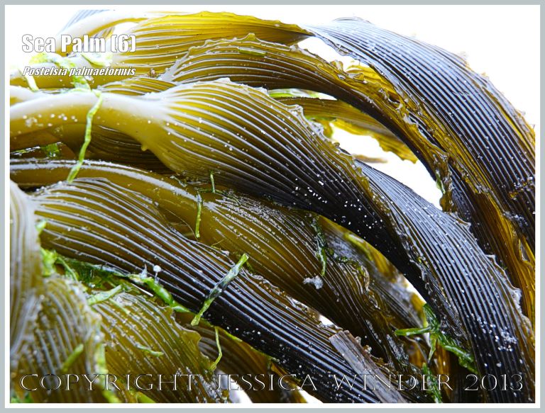Close-up of ribbed texture on Sea Palm fronds