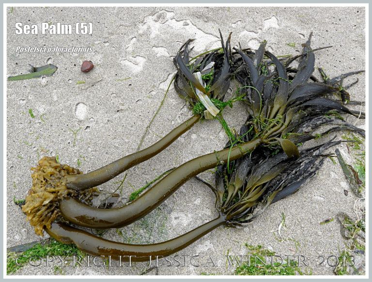 Sea Palm seaweed, Postelsia palmaeformis, washed ashore