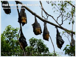 Fruit Bats or Flying Foxes roosting in trees
