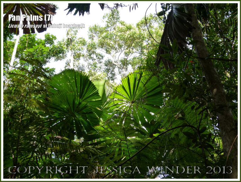 Fan Palms, Licuala ramsayi, in the Australian Daintree rainforest