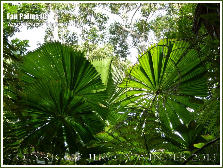 Fan Palms, Licuala ramsayi, in the Australian Daintree rainforest
