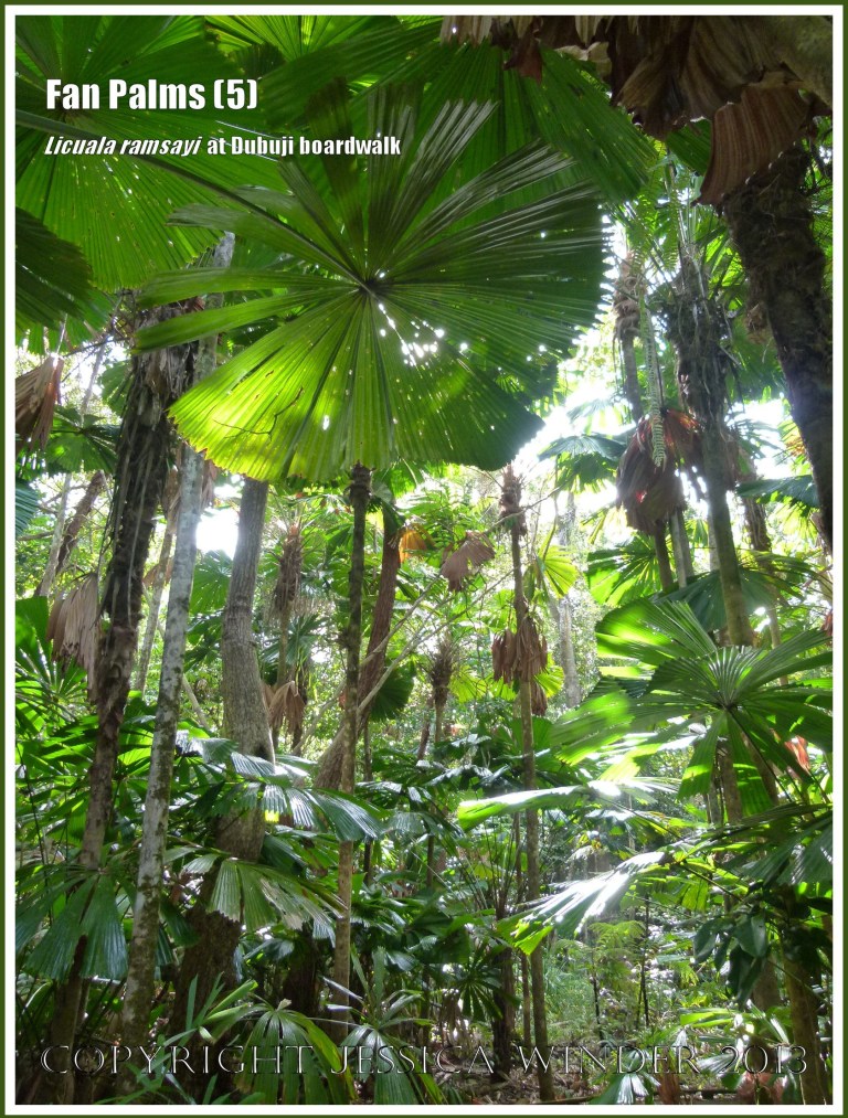 Fan Palms, Licuala ramsayi, in the Australian Daintree rainforest