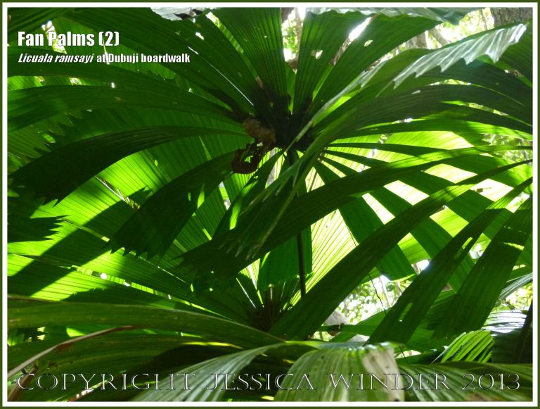 Fan Palms, Licuala ramsayi, in the Australian Daintree rainforest