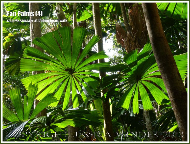 Fan Palms, Licuala ramsayi, in the Australian Daintree rainforest