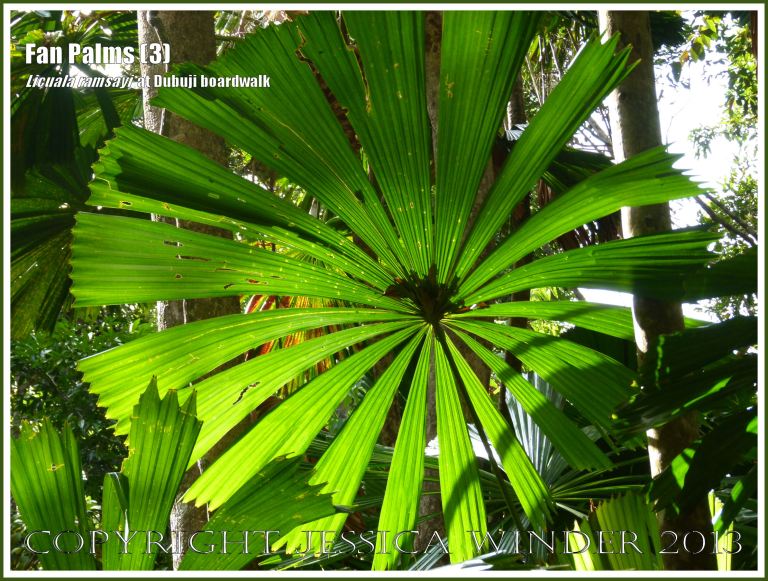 Fan Palms, Licuala ramsayi, in the Australian Daintree rainforest