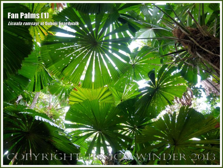 Fan Palms, Licuala ramsayi, in the Australian Daintree rainforest