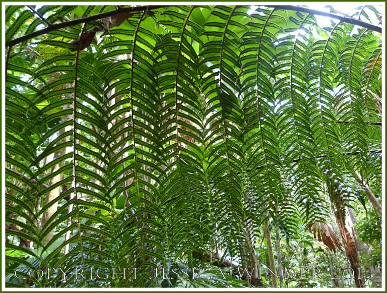 Fern leaves with a pattern of spore-producing bodies on the underside