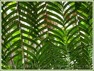 Fern leaves with a pattern of spore-producing bodies on the underside