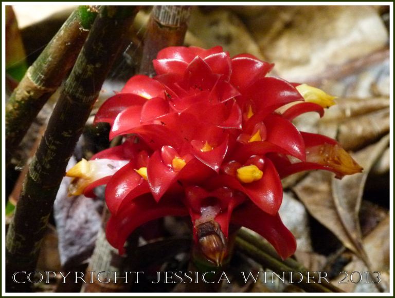 Exotic red ginger plant flower