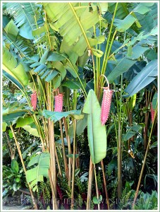 Red tropical flowers in bud