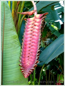 Red tropical flowers in bud