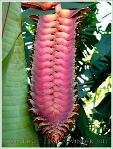 Red tropical flowers in bud