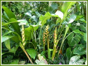 Pink and green bracts on a tropical flower
