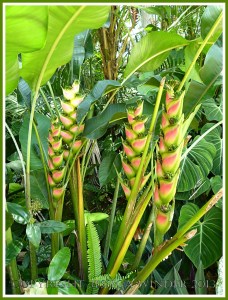 Pink and green bracts on a tropical flower