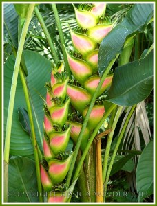 Pink and green bracts on a tropical flowers