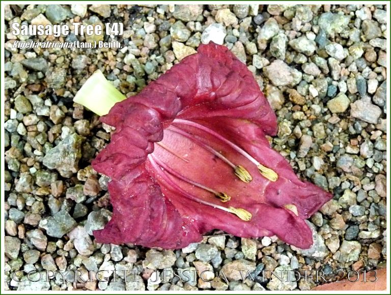 A fallen red blossom of the Sausage Tree