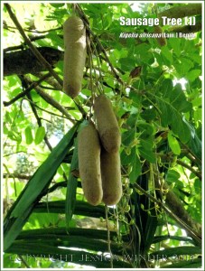 Sausage Tree, Kigelia africana, with fruits.