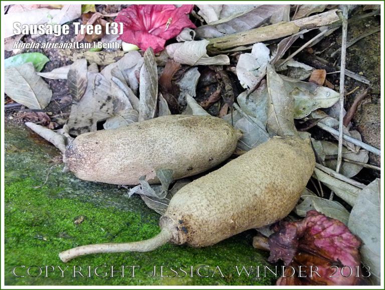 Fallen Sausage tree fruits.