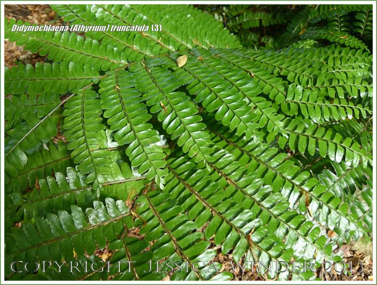 Tropical rainforest fern Didymochlaena (Athyrium) truncatula