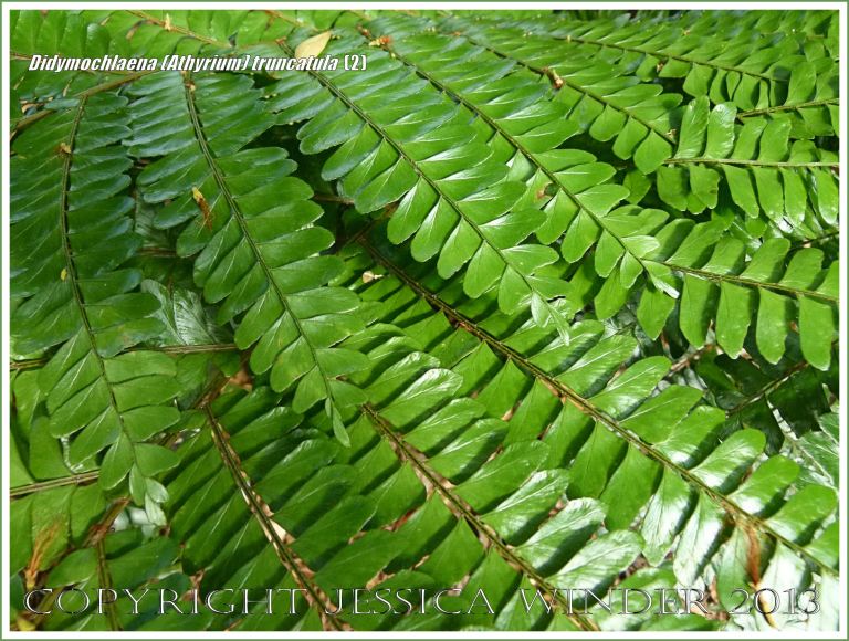 Tropical rainforest fern Didymochlaena (Athyrium) truncatula