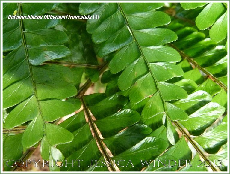 Tropical rainforest fern Didymochlaena (Athyrium) truncatula