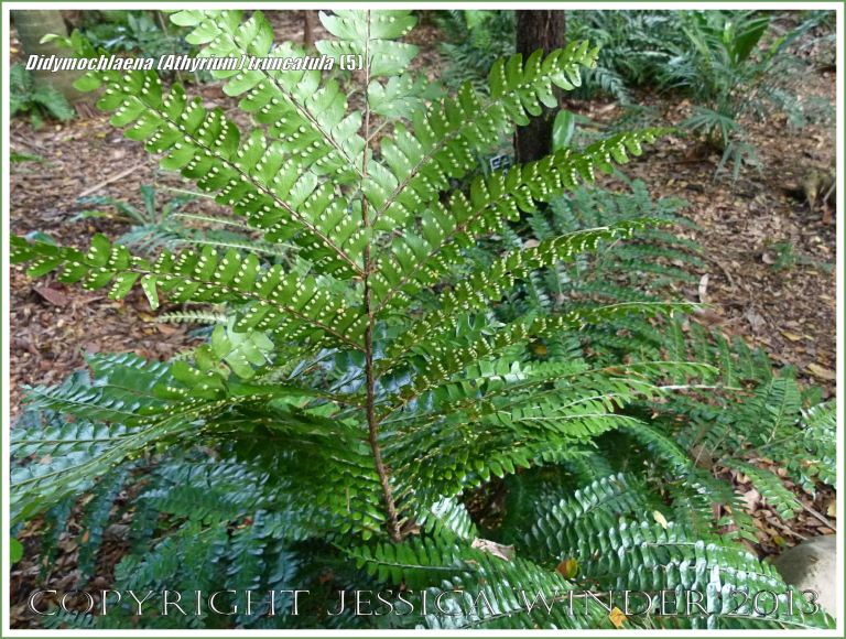 Tropical rainforest fern Didymochlaena (Athyrium) truncatula