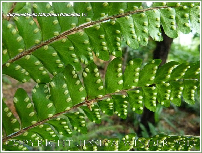 Tropical rainforest fern Didymochlaena (Athyrium) truncatula