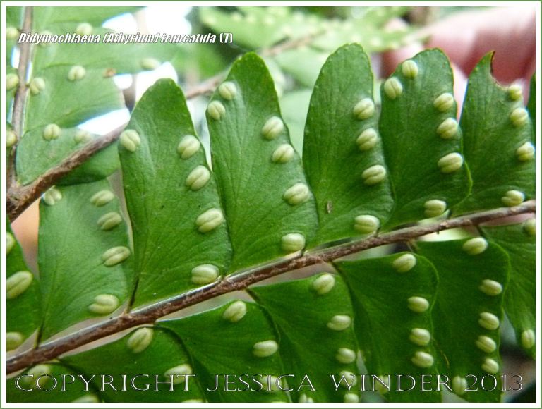 Tropical rainforest fern Didymochlaena (Athyrium) truncatula