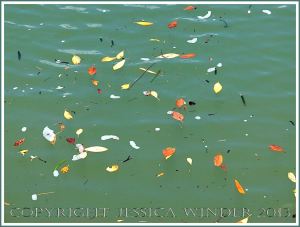 Yellow and orange coloured leaves floating on green water
